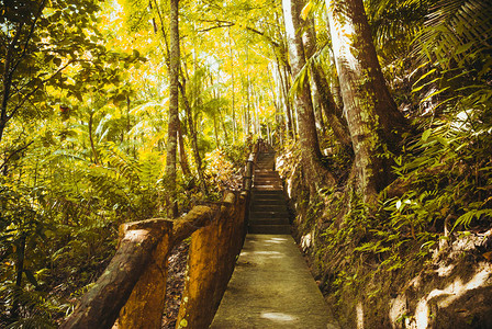 菲律宾博霍尔公园岛屿森林径道地貌和高清图片