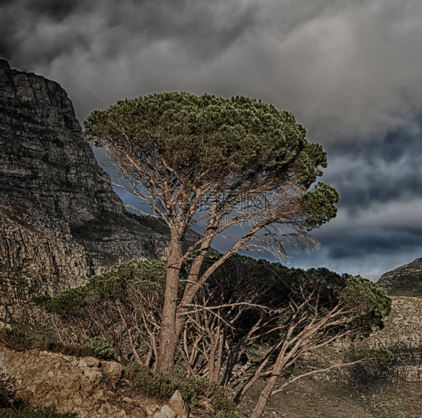 在南非洲角坡镇的模糊地带与表山林自然图片