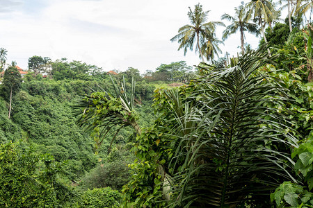 热带雨林景观巴厘岛图片