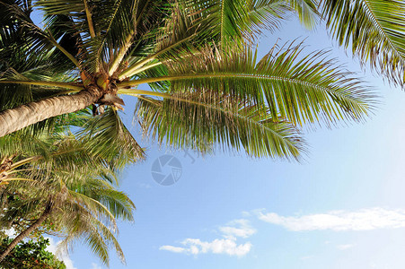 在海滩洋的美丽的棕榈树图片