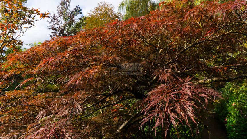 秋季公园的多彩叶子秋天落下天空背景秋树图片