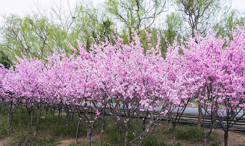 春季在洛阳市长门洞穴区Looyang带粉图片