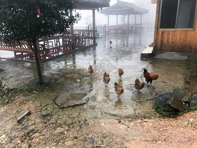 旅游春雨时节大寨龙胜梯田图片