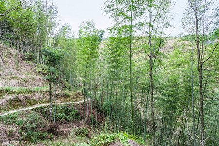 广西黑皮甘蔗游春天的龙胜梯田背景