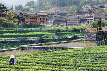 到旅游三江侗族自治县城阳村春茶园和灌渠农民高清图片