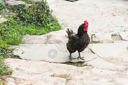春季在三江东自治县成阳村街头的黑公鸡背景图片