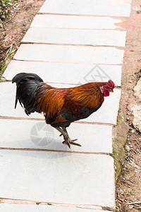 春季在三江东自治县成阳村街头的红黑公鸡前往旅游图片