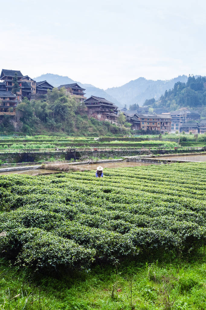 游历三江侗族自治县城阳村灌渠附近茶园春日晨景图片