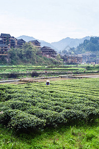 游历三江侗族自治县城阳村灌渠附近茶园春日晨景图片