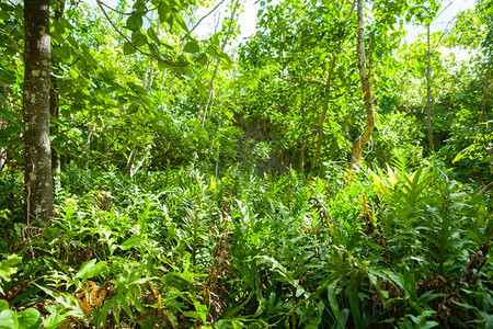 马塔帕沿着令人惊叹的灌木丛茂密的灌木丛穿过绿色的森林和树冠背景