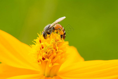 蜜蜂在自然背景下从花中吃花粉图片