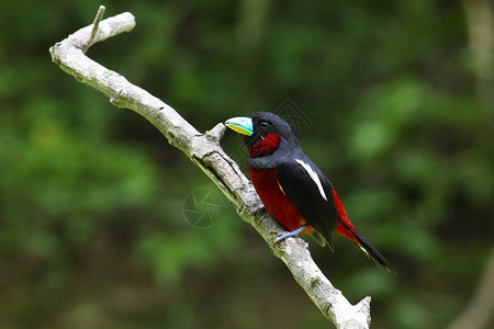 泰国一种罕见的常驻鸟类图片