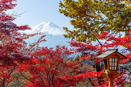 红枫树和富士山图片