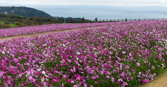 波斯菊花田的花园里背景图片