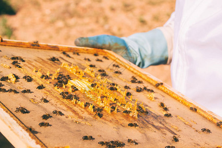 养蜂人在蜂巢里工作看蜜蜂图片