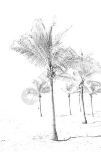 在沙滩附近的沙滩天空棕榈在图片