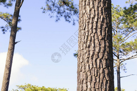 松树的特写松树的纹理图片