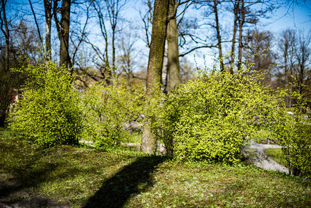 树干绿叶子和清春的青草在树林图片