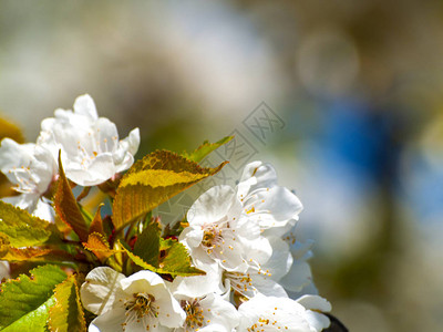 在春天开花的樱桃树图片