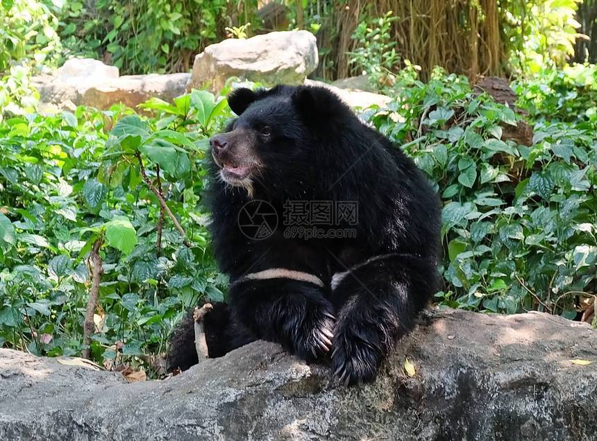 动物和野生动物亚洲黑熊月熊和白象熊坐图片