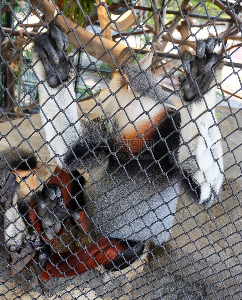 动物和野生动物红柄Douc或PygathrixNemaeus坐在笼子里一种原产于南图片