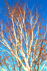 在南非洲老树和枝的模糊清晰的天空中像背景图片