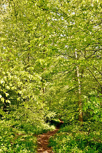 阳光下春绿山毛榉树的风景背景图片