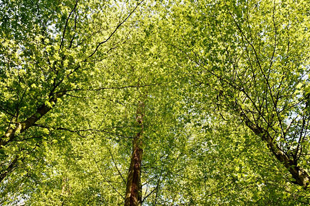 阳光下春绿山毛榉树的风景图片