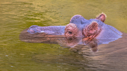 常见的河马Hippopotamusamphibius图片