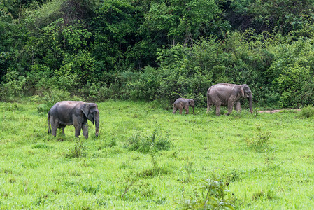 亚洲大象家族在森林中行走和寻找草食奎布里国图片