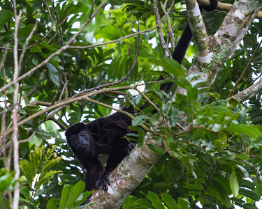 在瓜纳卡斯特州提拉兰附近的哥斯达黎加雨林中一图片