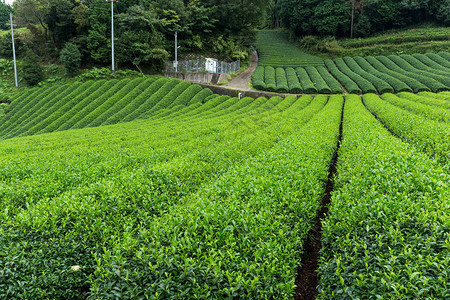 新鲜绿茶农场图片
