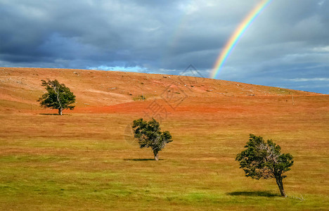 智利巴塔哥尼亚草原上三棵树立于智背景图片