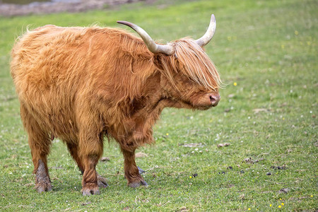 苏格兰牛在野外空地图片