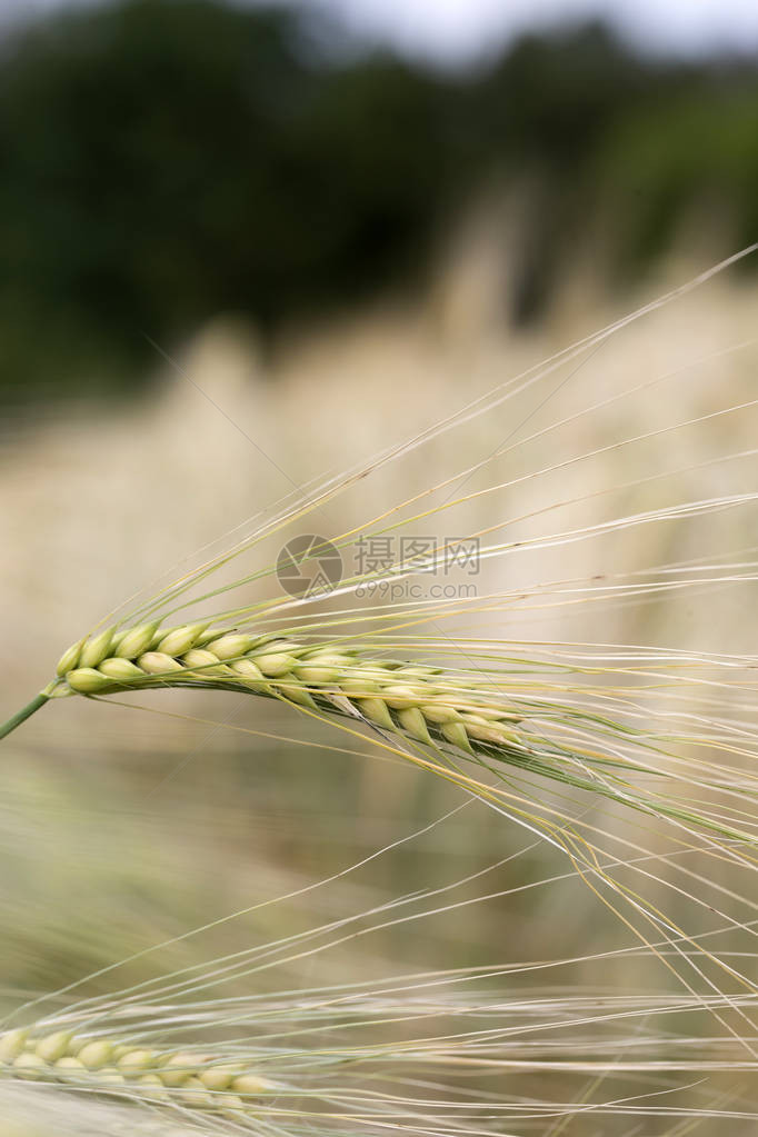 大麦穗的细节图片