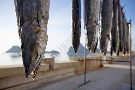 北海渔村的鱼干枯了Khiri图片