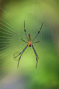 Goldenorb网络蜘蛛关于自图片