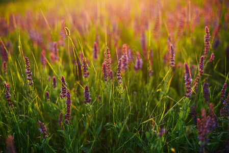 夏日夕阳风景夏天的紫色田地美丽的图片