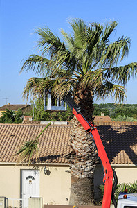 修剪棕榈树的园丁图片