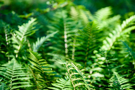 树林里阳光下绿色的Fern树叶景色图片