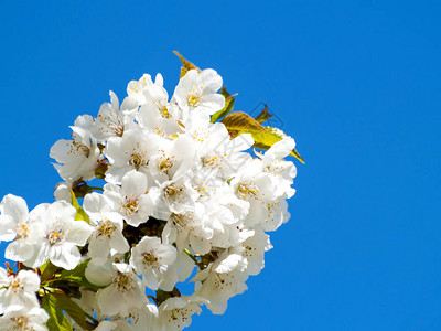 西班牙春天盛开的樱花图片