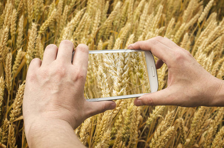农艺家拍摄小麦田的摄影准备收割图片