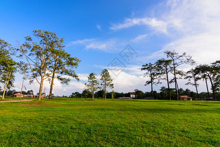 公园里蓝天上美丽的草坪和树木图片
