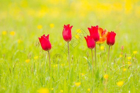 春天风景与郁金香在花草甸图片