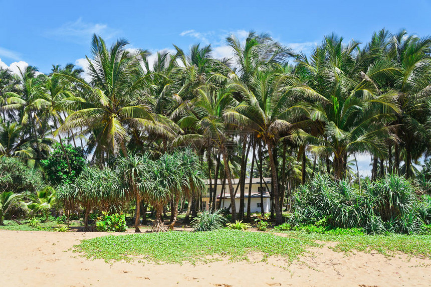 房子附近的绿色美丽的棕榈树印度洋海滩的热带景观斯里兰卡的美丽景图片