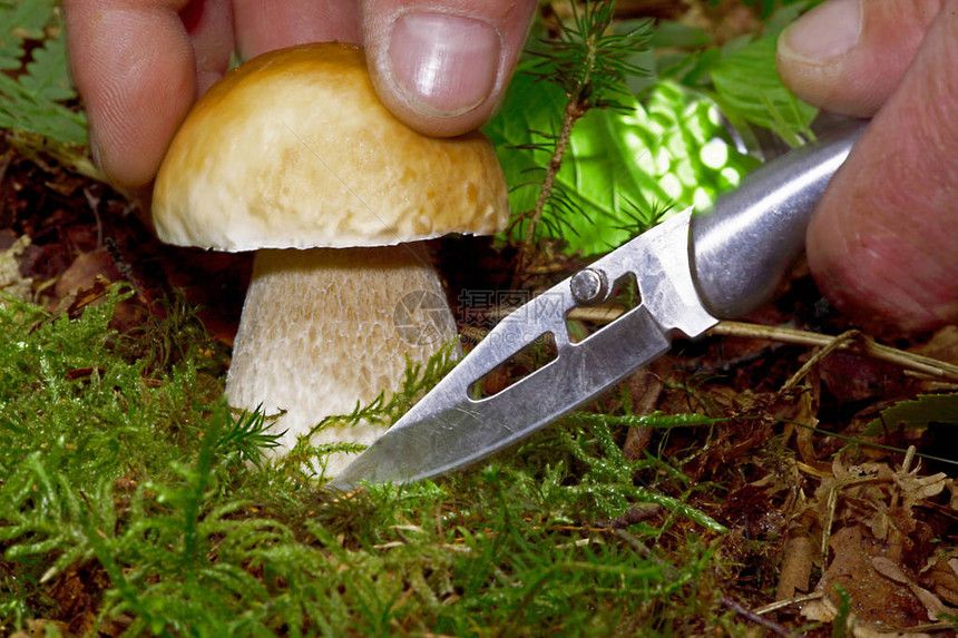 森林中的壮丽石蘑菇长满苔藓和蕨类植物图片