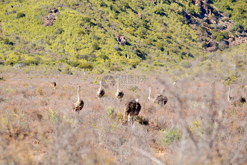 南非洲Kruger野生物自然保护区和野图片