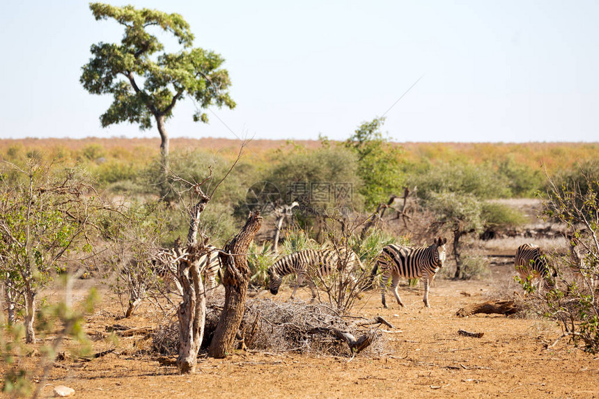 非洲南部Kruger野生物自然保护区和图片