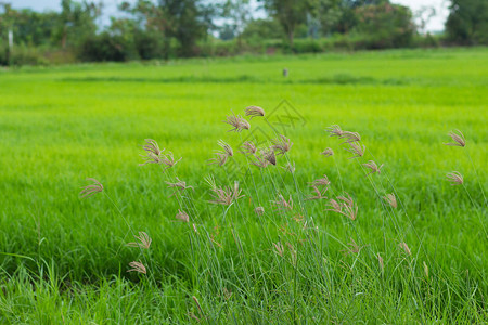 田野上的绿草和小野花美丽的夏日风景图片