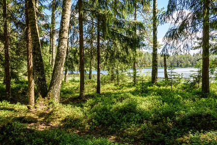 在炎热的夏日乡村的宁静森林湖泊和树木图片